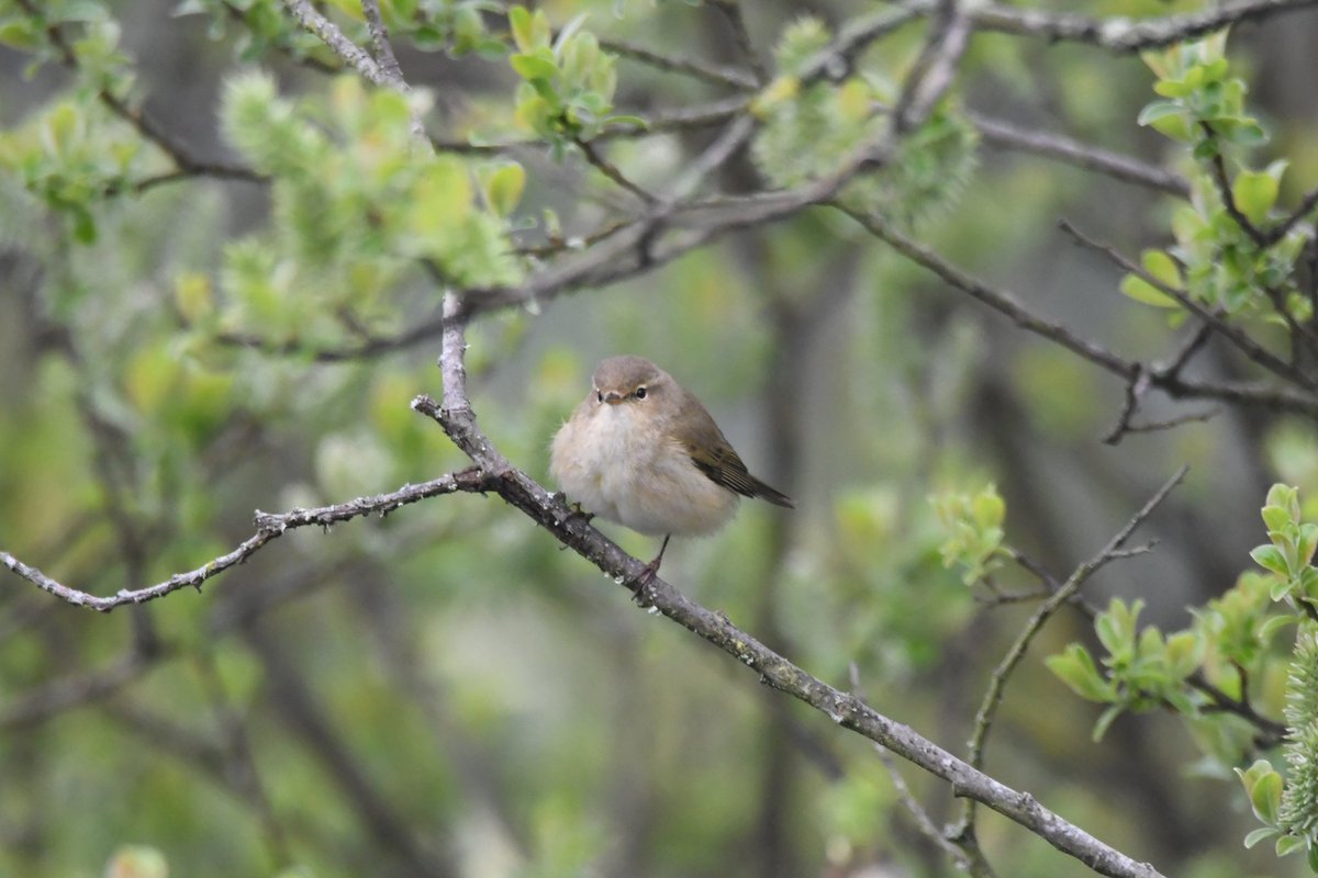 nealesmithworld's tweet photo. Chiffchaff 
Bude Cornwall 〓〓 
#wildlife #nature #lovebude 
#bude #Cornwall #Kernow #wildlifephotography #birdwatching
#TwitterNatureCommunity 
#chiffchaff https://t.co/8a0xdDs3lJ