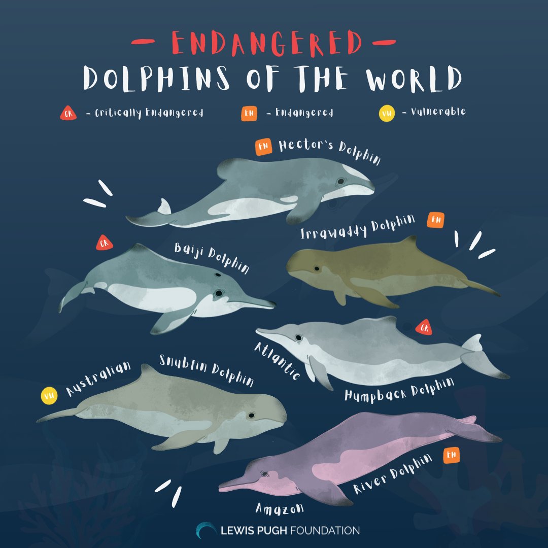 Dolphin Endangerment