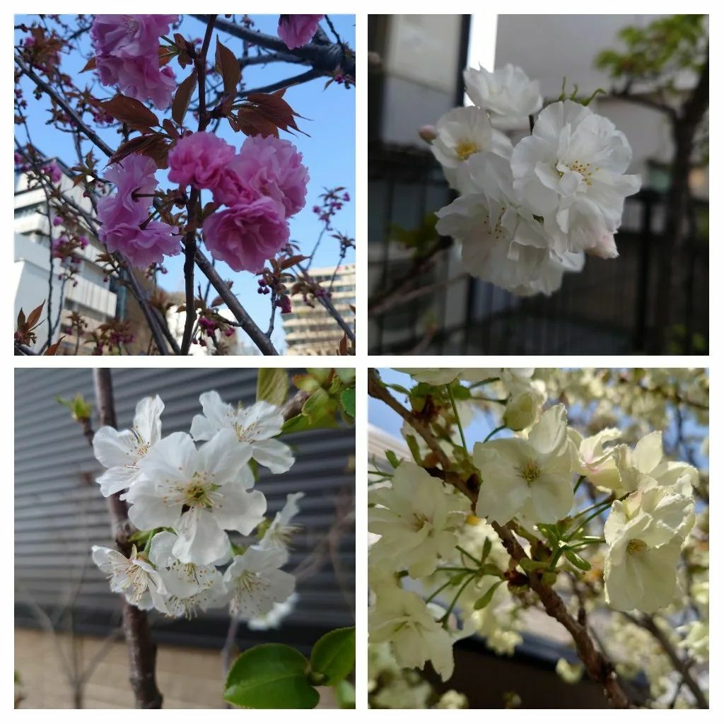 0708_tomo_0708's tweet photo. 遅咲きの桜が咲き揃いました。
緑の桜は鬱金(ウコン)
という品種です。
漢字書けねー。w
花粉症終わるのは、
あと1ヶ月くらい
かなぁ・・・😢
#サクラ
#桜
#鬱金
#樱花
#Bungasakura https://t.co/2JOh8ydhgz https://t.co/JSh8FQUT0K