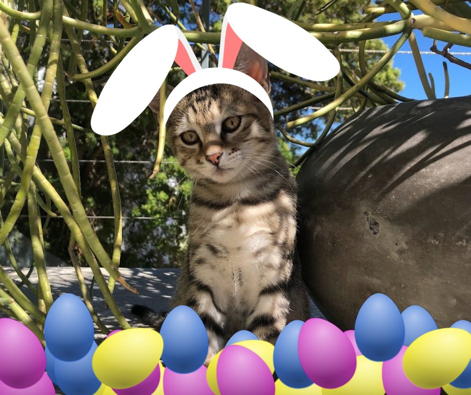 kat_kult's tweet photo. A wolf in Easter gear #catsofcapetown #wolfie #CatsOfTwitter https://t.co/zNbwCzQfuM