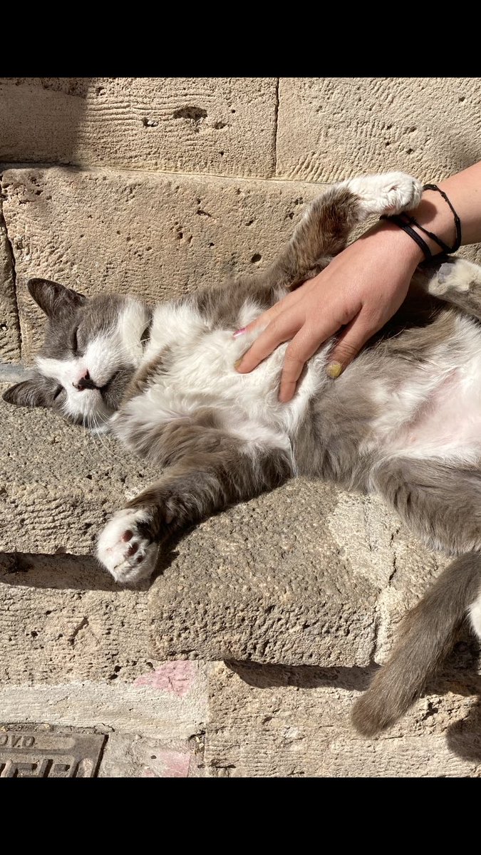 Jennie_Milsom's tweet photo. Favourite cat so far in Athens, this friendly guy lives just outside the city on the island of Aegina #CatsOfAthens https://t.co/44velVYxvx