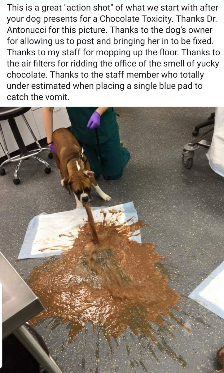 TheK9Angels's tweet photo. Pls RT. Easter is here. So here's a reminder for all fur baby parents: keep all chocolate well away from your babies. It can be dangerous for #dogs! #KeepDogsSafe #AdoptDontShop https://t.co/sL7tNoXYGa