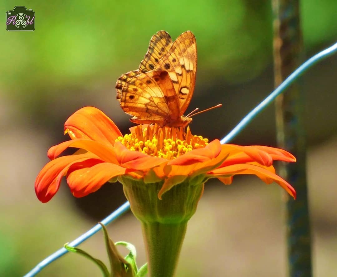 #Butterfly 🦋
#Flower 
#Orange 
#Leaves 
#Colors 
#Nature 

#Photography #Foto
#Photo 
#PhotoTakenByMe
by: Me 📸