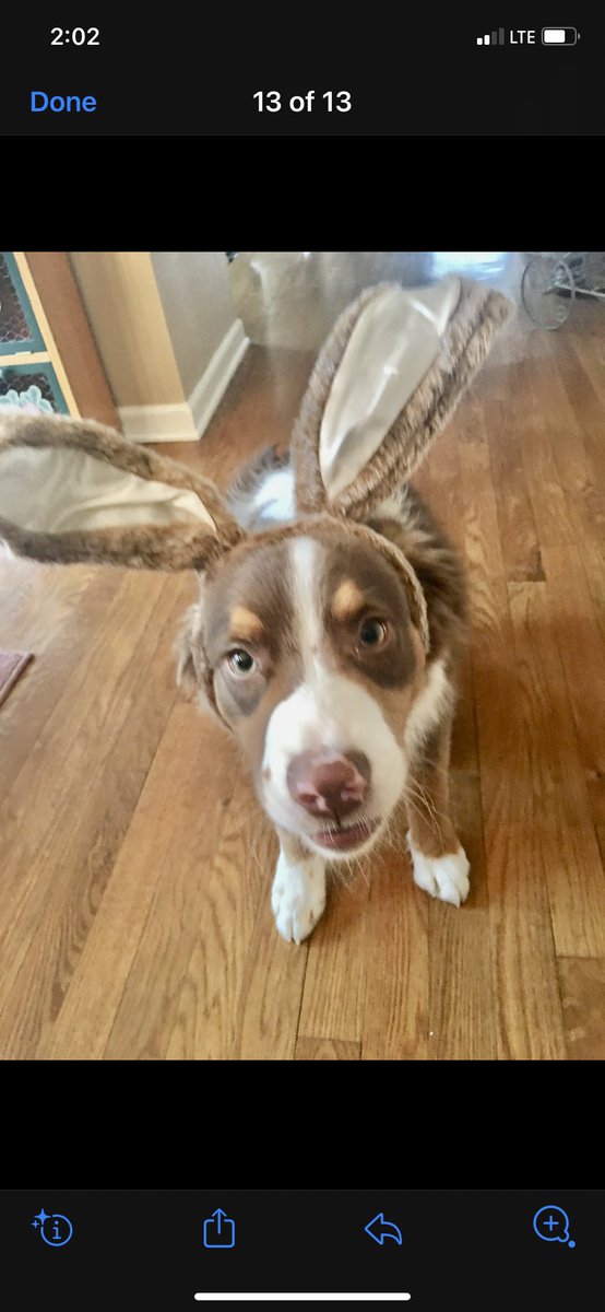 Easter is coming!!!! Have a bunny good time.
#DogsofTwittter