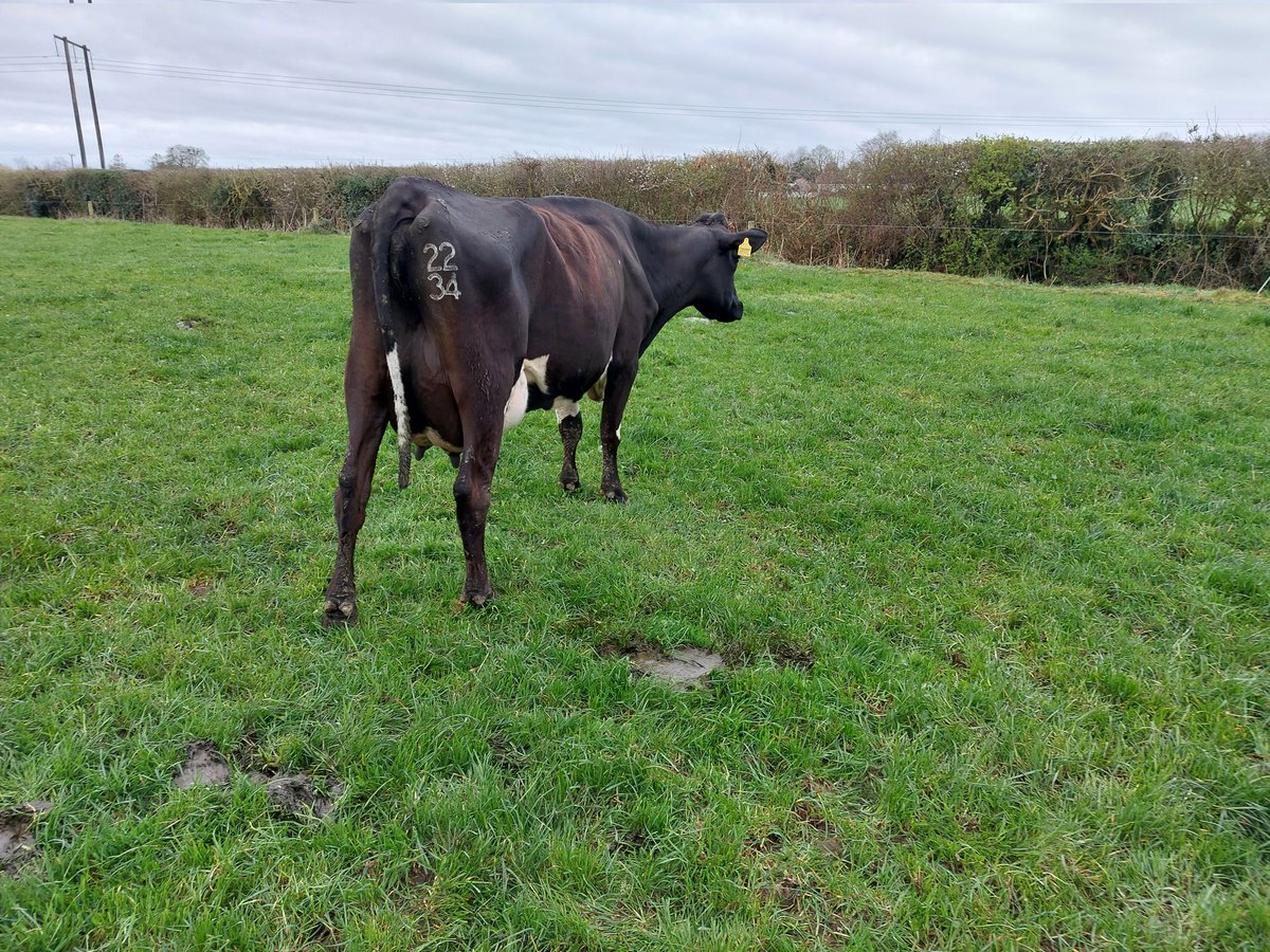 David Kerr tweet media