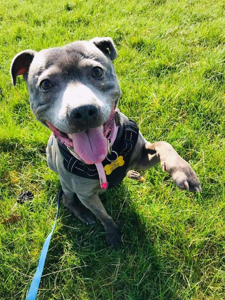 Narla says ' if she gives you her paw, will you give her your heart please? ' She's still waiting for her pawfect furever home, someone who will commit to loving her ❤️
Read all about her at seniorstaffyclub.co.uk/adopt-a-staffy… #seniorstaffy #TeamZay #AdoptDontShop #RescueDog 💜