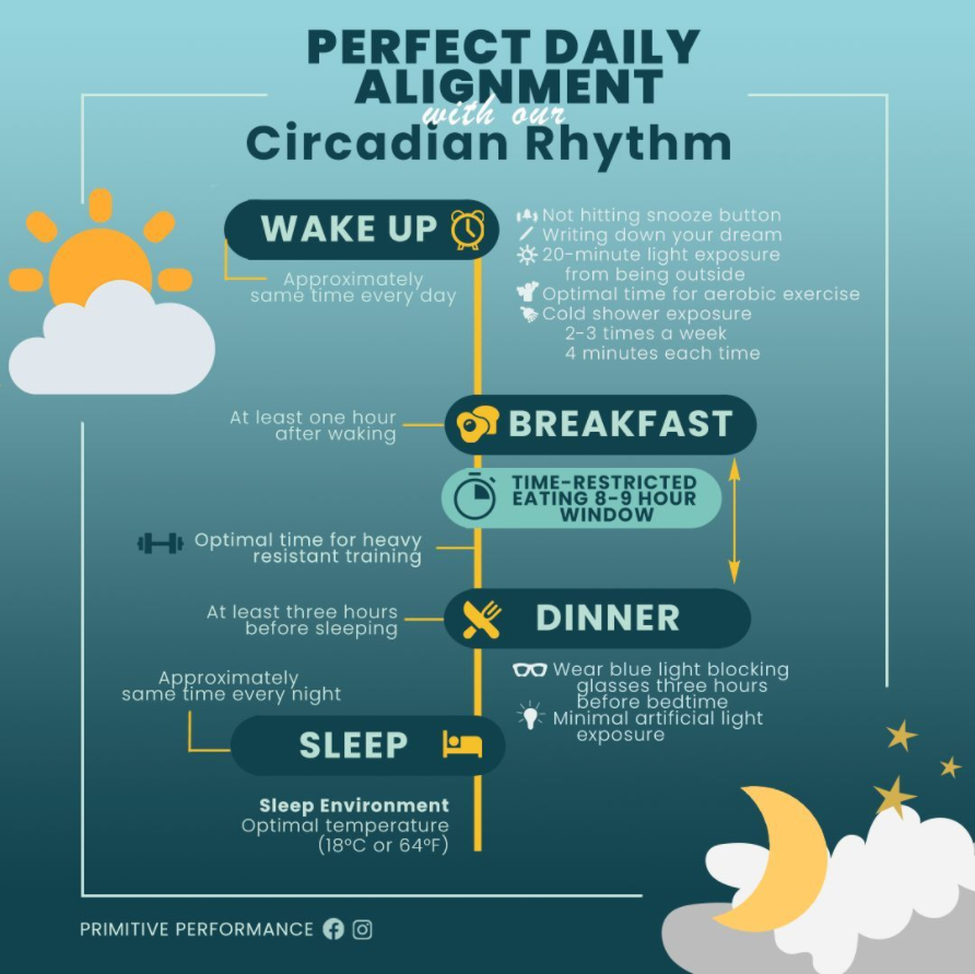 PrimitiveWeb3's tweet photo. A message on Circadian Rhythm from @ApexPrimitive 

"Circadian Rhythm dictates when we should and shouldn't do daily activities. This comes from millions of years of evolution; making the conditions for optimal health hard wired into our physiology."

Check out his tips below 👇 https://t.co/2DSA7hClaP