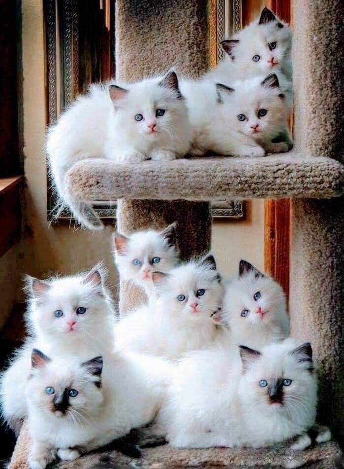 Love88479's tweet photo. 🌈😻 Really pretty kittens 😸💖🌊 https://t.co/j395XNrMvI