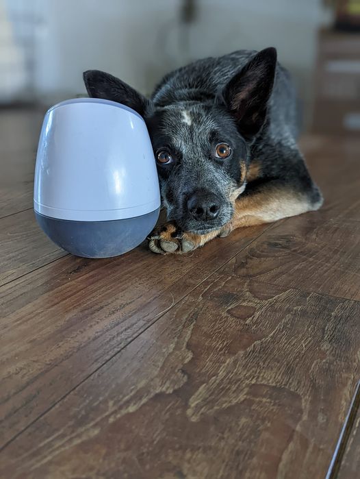 PupPod's tweet image. This pup’s ready for the weekend!  

Thanks to our customer Ian Crowe for sending in this sweet photo of his pup with their #PupPod 😇 

#doggames #dogsoftwitter #fridaymood
