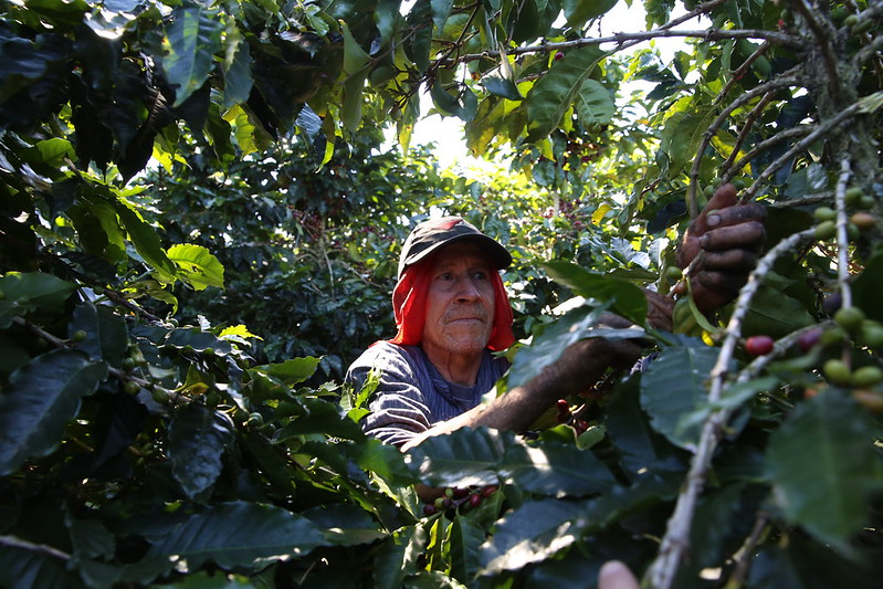 50% of current #arabica growing regions could become unsuitable by 2050. Says <a href="/guardian/">The Guardian</a>, "the global #coffee industry, valued at $465bn in 2020, has so far failed to come up with $25m to protect the world’s 4 most important #genebanks." tinyurl.com/4faz8n85