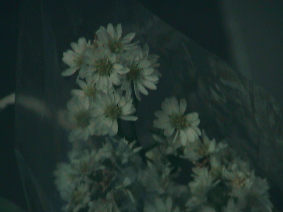 memorableoldday's tweet photo. 💐 https://t.co/92kKk1Sf8C