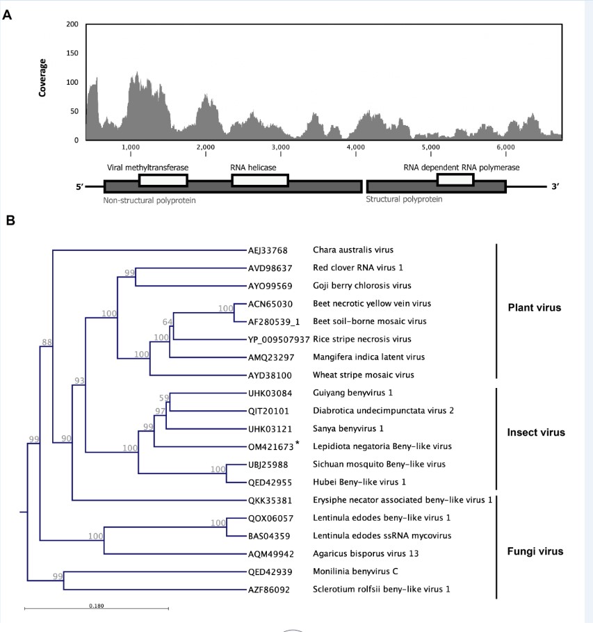Viruses MDPI (@virusesmdpi) on Twitter photo Insect-specific small #RNAviruses could be important components of pest management in the future. 🪰
Check #SpecialIssue on Insect Virus Discovery mdpi.com/journal/viruse…
New viruses from Canegrubs in Australia 👉mdpi.com/1999-4915/14/3…
<a href="/EtebariK/">Kayvan Etebari</a> Insect-specific small #RNAviruses could be important components of pest management in the future. 🪰
Check #SpecialIssue on Insect Virus Discovery mdpi.com/journal/viruse…
New viruses from Canegrubs in Australia 👉mdpi.com/1999-4915/14/3…
<a href="/EtebariK/">Kayvan Etebari</a>