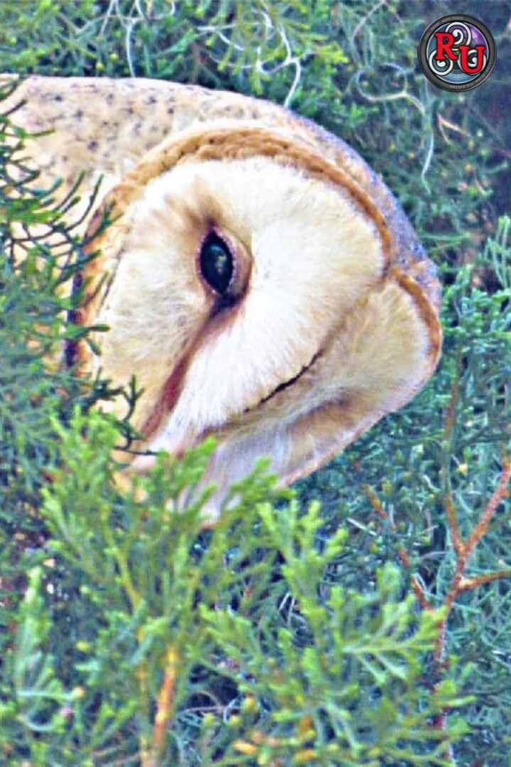 #Owl
#Tress
#Nature 
#Bird

#Photography #Foto #Photo 
#PhotoTakenByMe
by: Me 📸