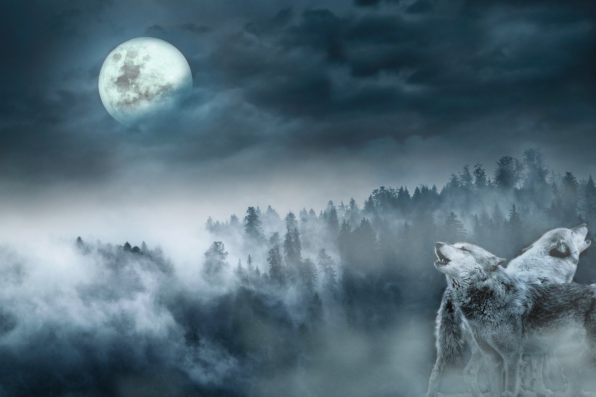 welovewolves's tweet photo. Wolves usually hunt in packs, the basic unit of wolf society. However, single wolves can catch and kill a deer or elk. #facts #wolffacts #wolvesfacts #lovewolves #wolfpictures https://t.co/0gqQyl10XD