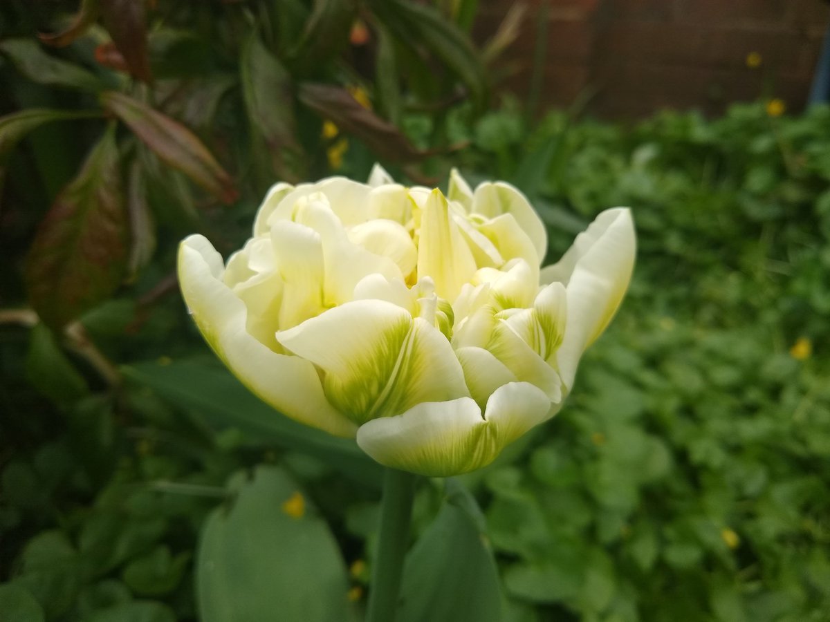 Turns out it was treasure that I buried last year.