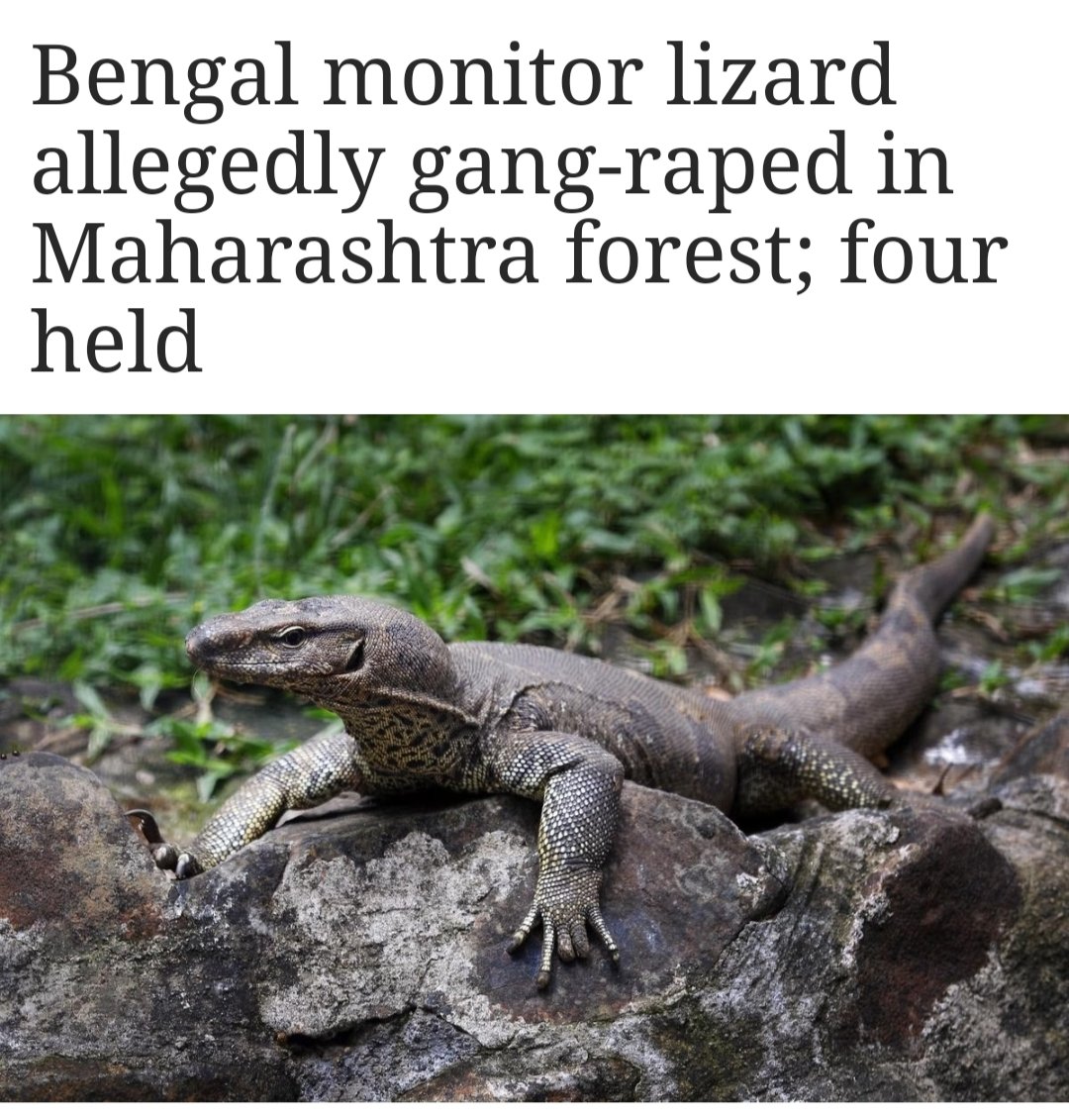 BanooXahi's tweet photo. Literally no words to say😡😡
End of the world is near ..
#Shameless 
#BengalMonitorLizard https://t.co/c8LJc3uz1x