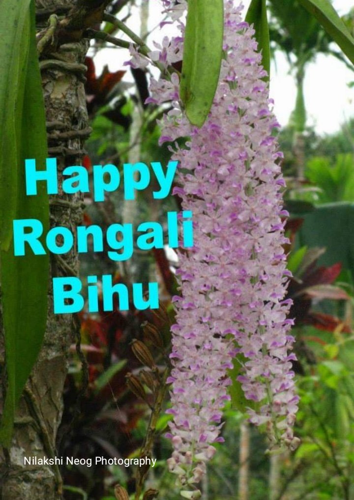 limineog's tweet photo. On the joyful occasion of Assamese New Year, I wish this Rongali Bihu will bring happiness, prosperity and peace to you and your loved ones life. Happy Rongali Bihu to all.

#Bihu #AssameseNewYear https://t.co/wBRMy45i8V