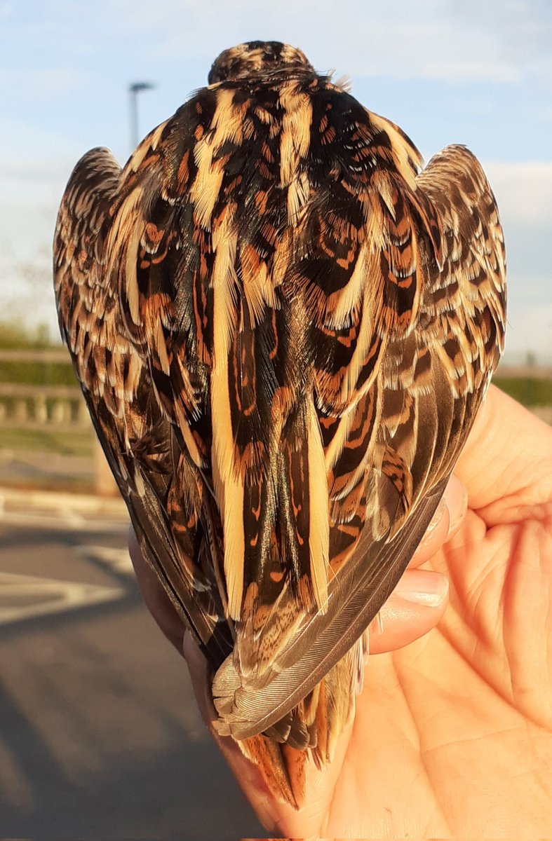 Common snipe and jack snipe trapped and ringed this morning, along with the first willow warbler of the year.