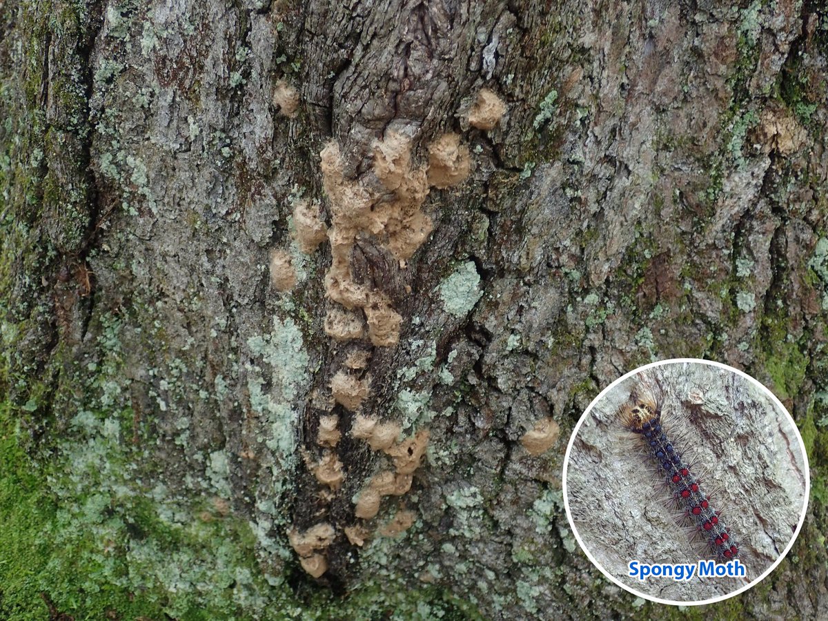 Spongy moth (Lymantria dispar dispar) caterpillars begin to emerge from their fuzzy brown egg masses in the spring. If you have seen these eggs masses around your property, now would be a good time to remove them before they hatch and begin to defoliate your trees.