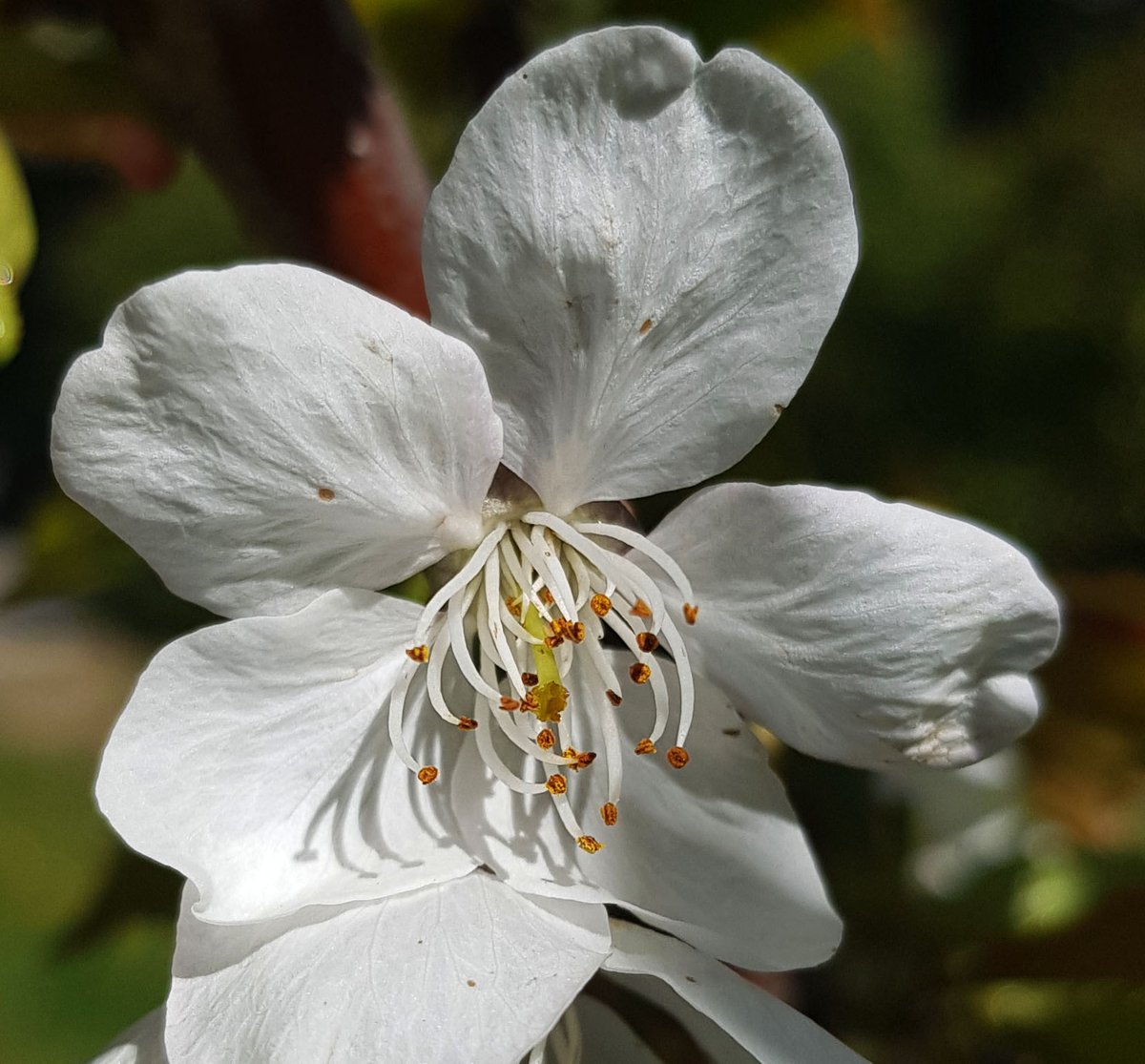 Waldomerillo's tweet photo. Una flor de cerezo, y sin ir al valle del Jerte.
Más fotos en: https://t.co/3UcC7wXI8J https://t.co/OF9iL1q7tQ