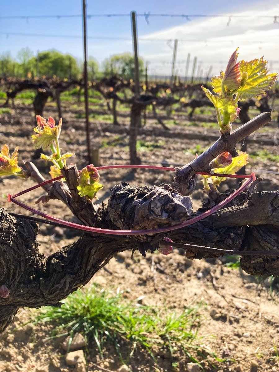 Afin de protéger au maximum nos #vignes des dégâts causés par les oeufs d'insectes et notamment des #papillons, le parfum hormonal des femelles est reproduit à l'aide de ce porteur de #phéromones. Ainsi, les mâles auront plus de difficultés à trouver les femelles !