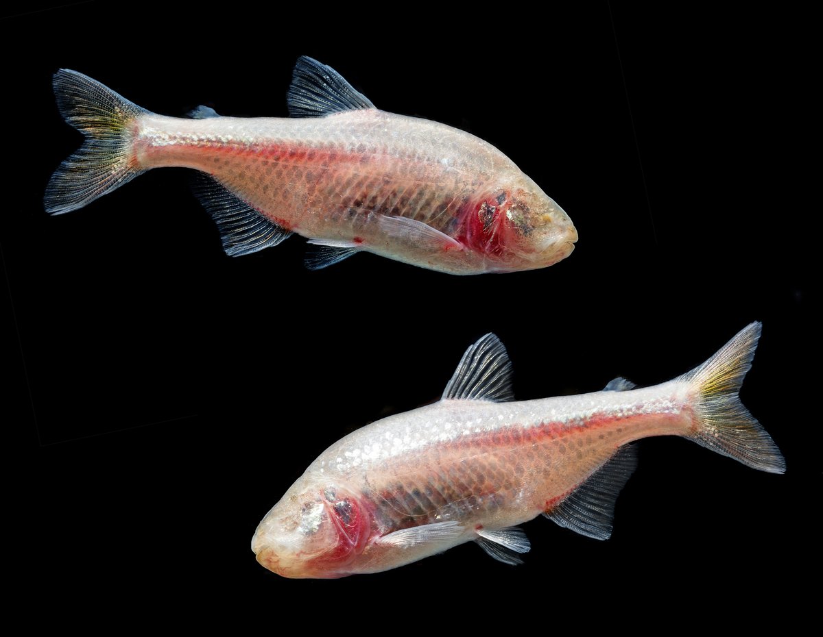 Blind Mexican #cavefish are developing cave-specific accents.
📷 #𝐴𝑠𝑡𝑦𝑎𝑛𝑎𝑥 𝑚𝑒𝑥𝑖𝑐𝑎𝑛𝑢𝑠 - blind cave #tetra
🔗 New Scientist - bit.ly/3JLcOUK
🔓 Preprint - bit.ly/3JCfhAN