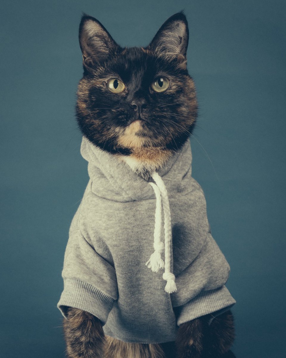 xXEllieWilsonXx's tweet photo. Charlie &amp; Missy got their yearbook photos taken at work this week and I’m obsessed 🐾💜 @yappy_dot_com https://t.co/lIfOtkCVZG