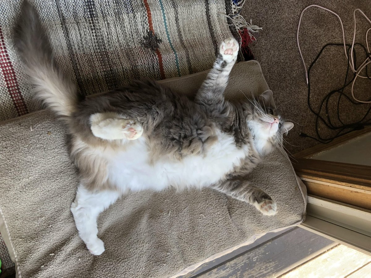 dnadot's tweet image. My exercise plan for today