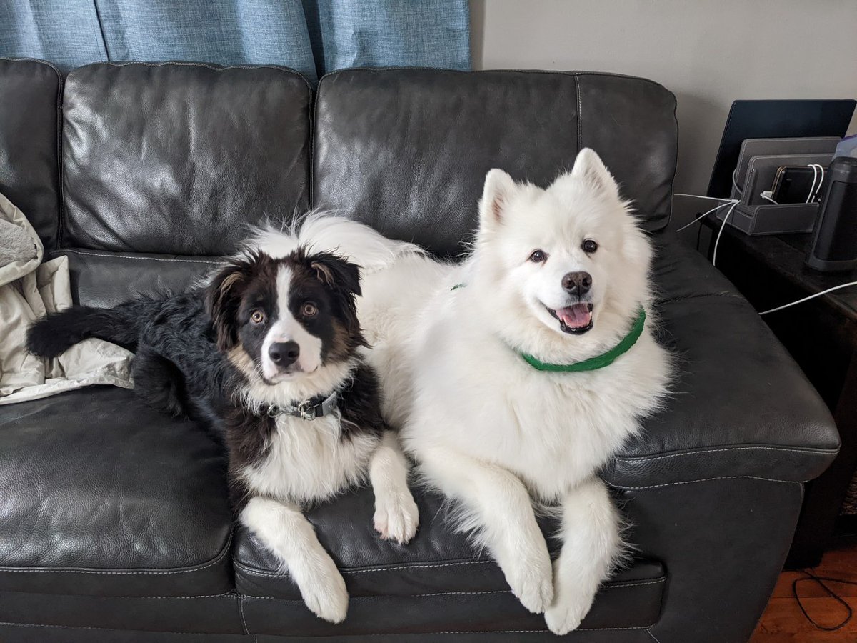Jarredshere's tweet photo. "Jarred what have you been up to the last 5 years"

"Dogs and D&amp;D. Also getting married I guess" https://t.co/uVGCYQZClO