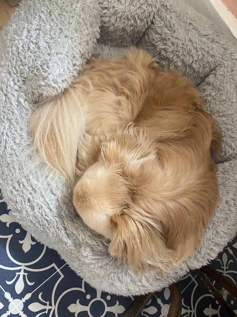 EmmaJayneArnol1's tweet photo. My little work from home supervisor snoozing on the job today πΆβ¦ I canβt move to get a cuppa now because he will wake up ππ #workpal #furbuddy https://t.co/lggvY0Oiv8