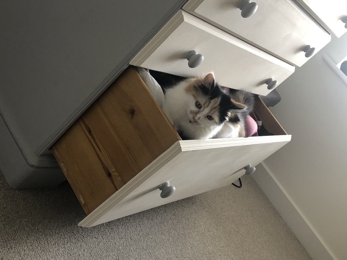 EJM1978's tweet photo. @MrAndrewCotter Nala’s logistic skills are pretty poor so she usually sticks to helping me pack…. Underwear & tea towels! #randomcat 😹 https://t.co/CAoWARYQct