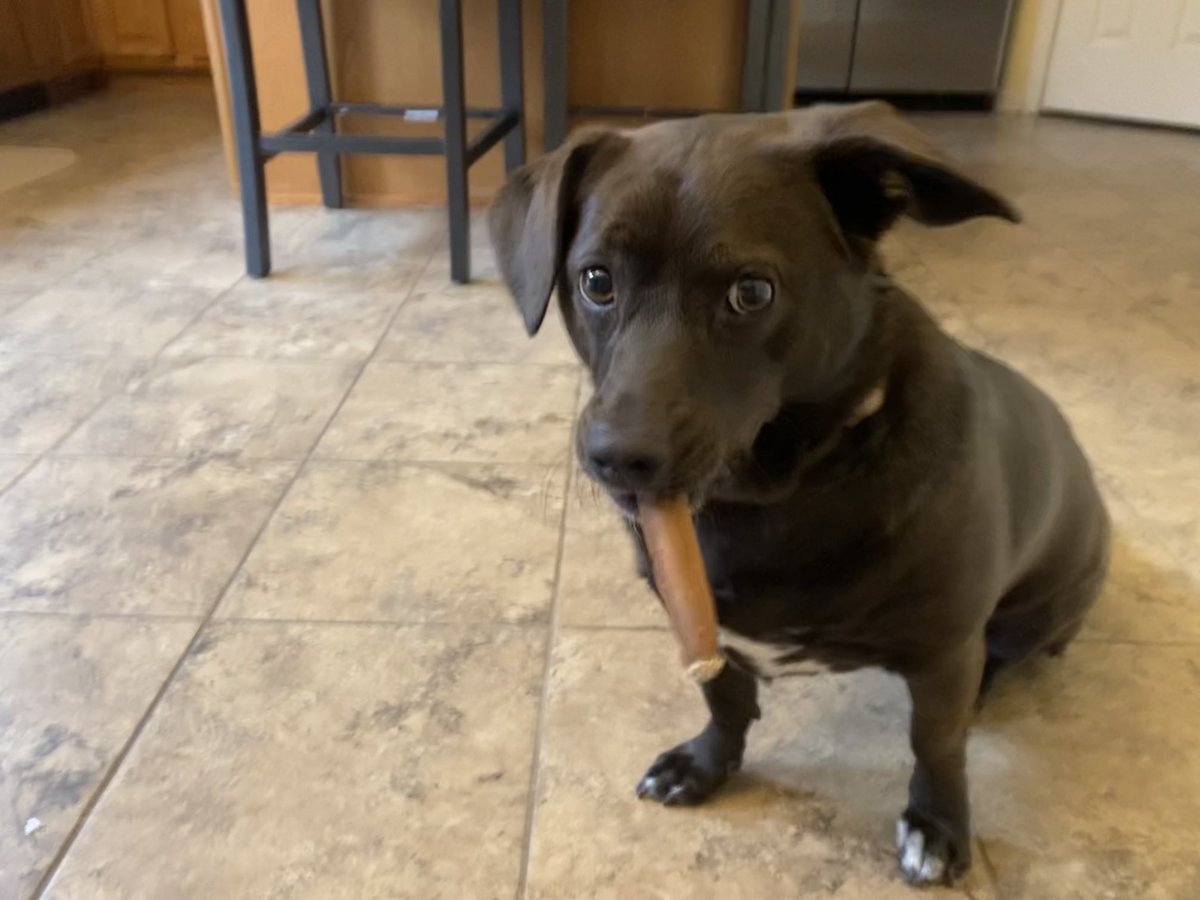 Sixy611coin's tweet image. #Sixydog is celebrating $SIXY highest price since inception 40 days ago                                               &amp;gt; 10X💎                                             🚀🌙🔥                                                   #SOL  #Raydium #SiXY