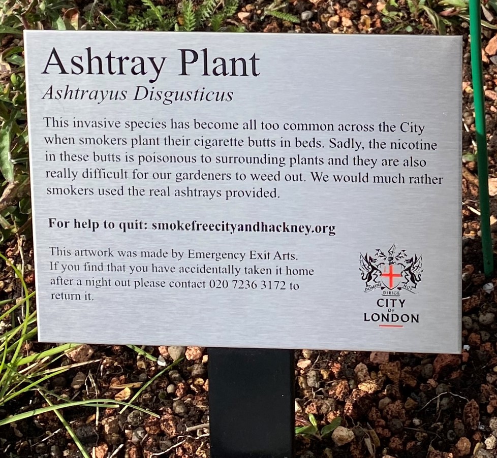 These horrid weeds are growing in the City when smokers use our plant beds for ashtrays! If you see one, please post it here using #ashtrayplant <a href="/GreenSqMile/">Green Square Mile</a>