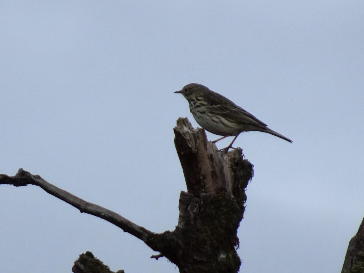 Tufters1's tweet photo. Meadow pipit taking in the moorland view yesterday from the top of a skeleton tree  #Meadowpipit #skeletontrees #Exmoor #birdwatching #moorland https://t.co/IcCAY8gfPp