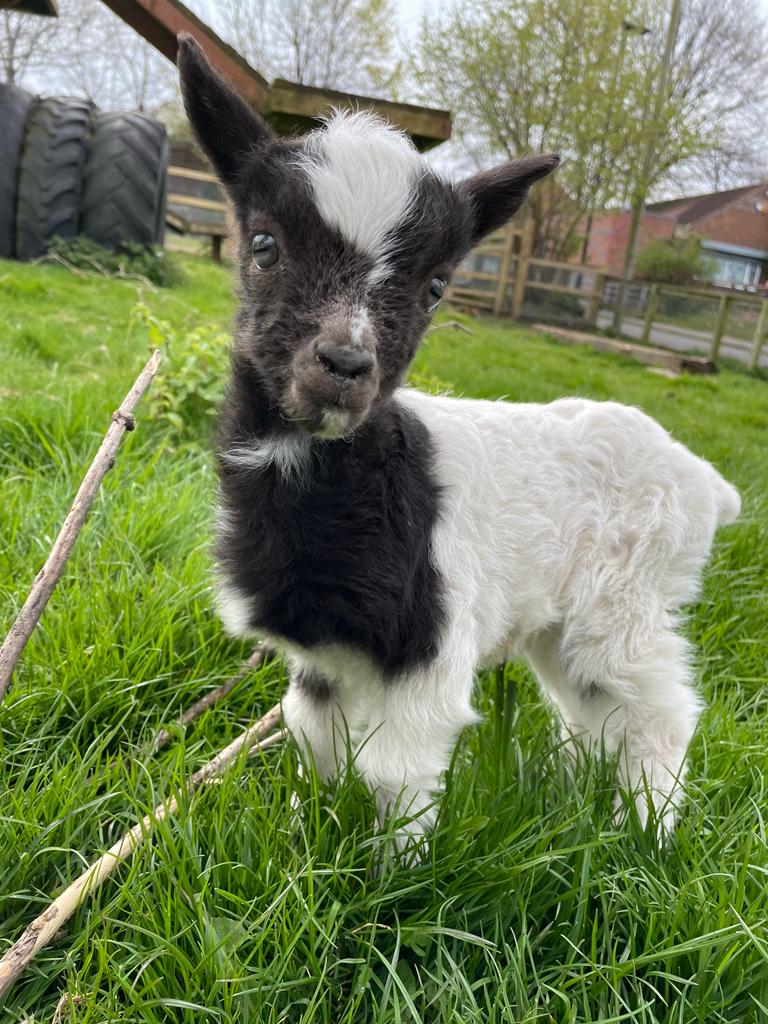 We've had 2 lovely Bagot Goat kids born to nannies Molly and Ida! Bagot Goats are classed as 'at risk' on the <a href="/RBSTrarebreeds/">RBST</a> watchlist meaning that numbers remain less than ideal.  This lovely little family will be out in the sunshine over the weekend for you to say hello to :)