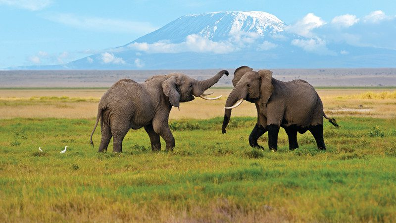 DaileighInsight's tweet photo. The Big Five was originally used by hunters to describe Africa’s hardest animals to hunt. Laws now in most African countries to protect the African lion, African elephant, Cape buffalo, black and white species of rhinoceros and the African leopard. @visitkenyacoast https://t.co/HP2a260Vvt