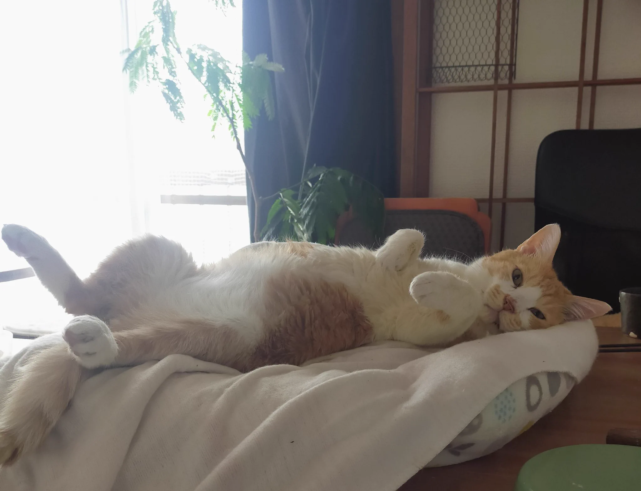 『野良猫』を『完全室内飼い』にするとこうなる！猫にとって外は思っている以上に過酷