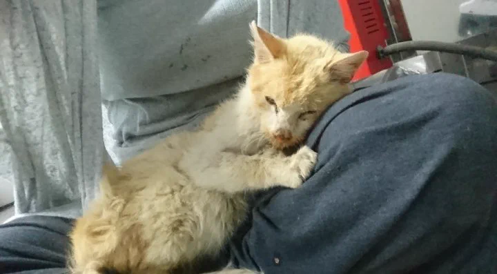 『野良猫』を『完全室内飼い』にするとこうなる！猫にとって外は思っている以上に過酷