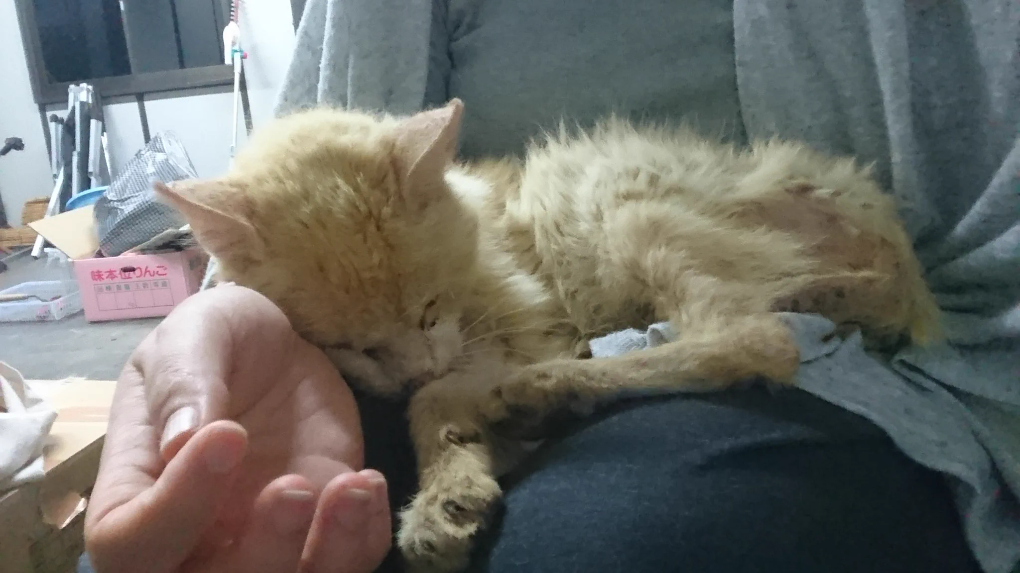 『野良猫』を『完全室内飼い』にするとこうなる！猫にとって外は思っている以上に過酷