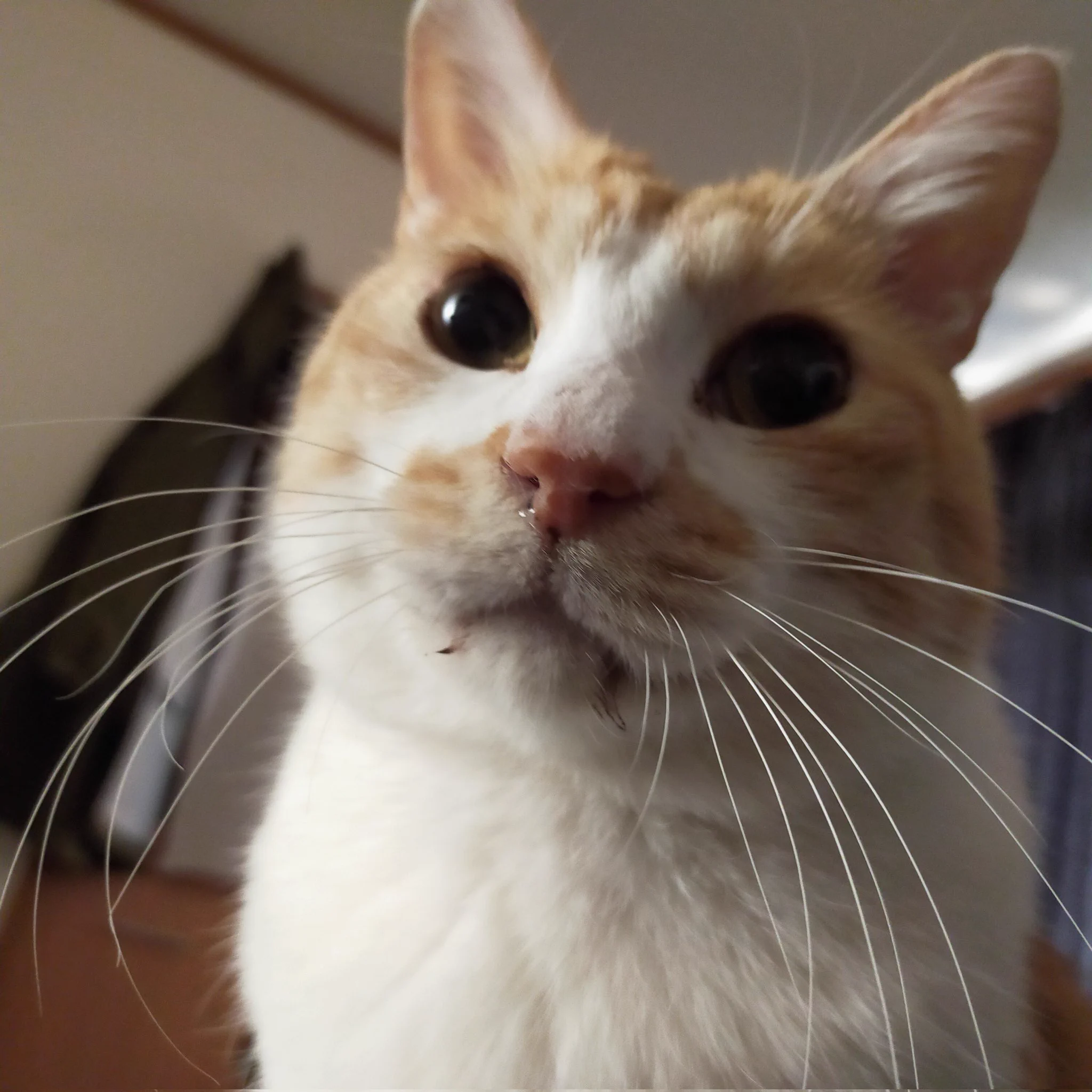 『野良猫』を『完全室内飼い』にするとこうなる！猫にとって外は思っている以上に過酷