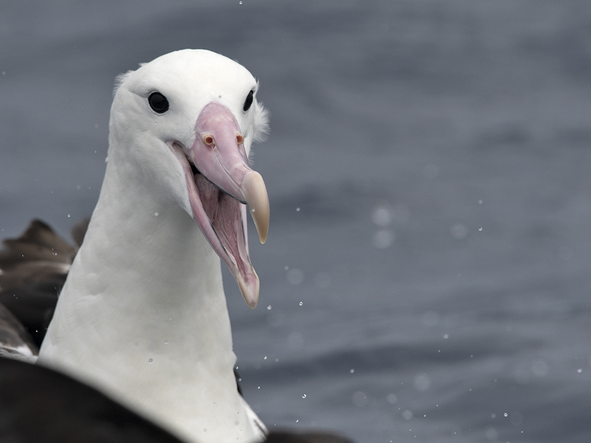 Tim Bawden tweet media