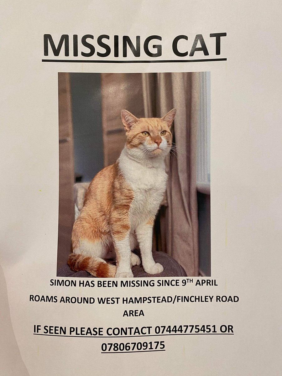 madlymadelene's tweet photo. #finchleyroad #london #missingcat https://t.co/qsopWW3RBJ