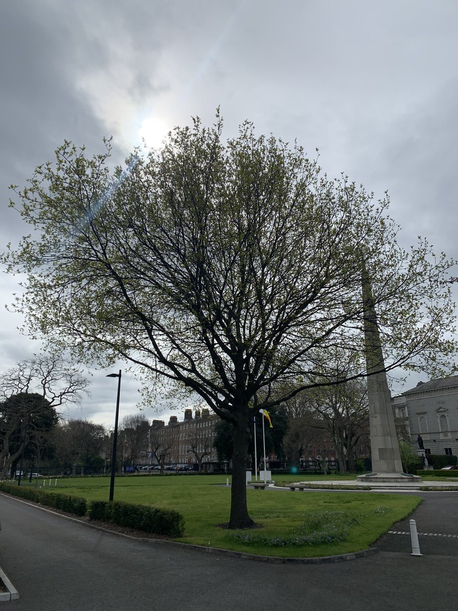 ErinMcGreehan's tweet photo. The magnificent Oak tree at Leinster House!! #nativeirishtrees #milecrannnaheireann https://t.co/Hr7S4Hf4Hs