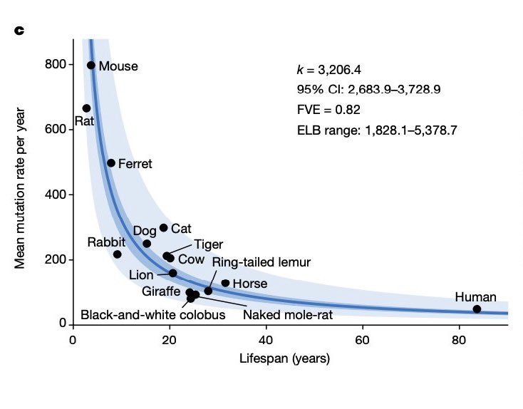 New report in @nature from <a href="/ATJCagan/">Alex Cagan</a> and coworkers measures an inverse correlation between somatic mutation rate and lifespan among 15 mammalian species. Inspires brainstorming about correcting cellular mutations as a potential way to protect lifespan… 🤔