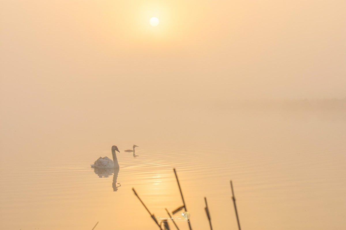 VeronicaJoPo's tweet photo. A truly wonderful sunrise this morning in Ely Country Park ๐งกโค๏ธ๐งก
#sunrise #thefens #rivermist #mistymorning @SpottedInEly @metoffice @StormHour https://t.co/Ou5IgozB7W
