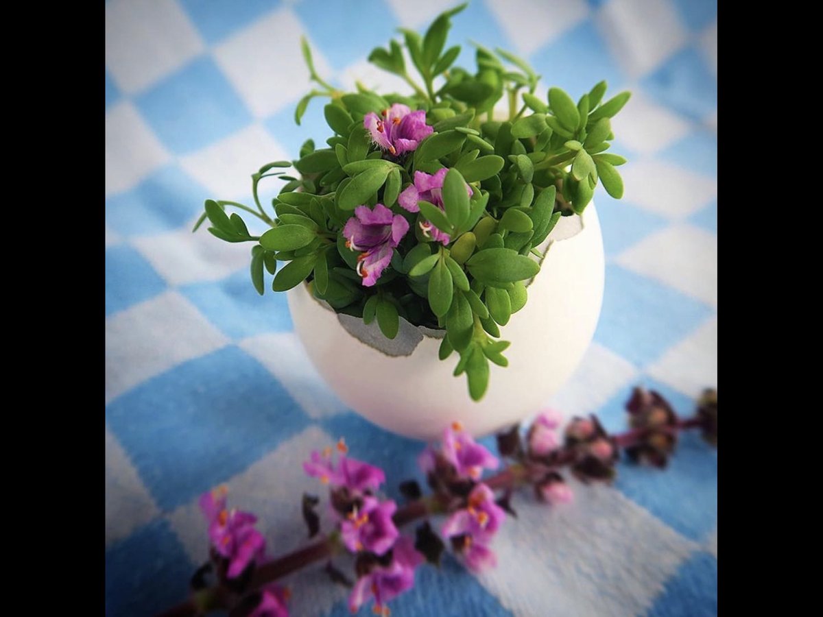 koppertcressUK's tweet image. Open To Inspiration ? Take The Plant-based Journey #EasterMenu 

👉🏼🐣koppertcress.com/en/recepten