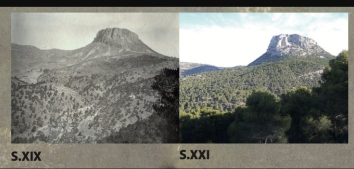 edufor_'s tweet photo. Aunque se plantaron bosques de coníferas (sobretodo pinos) de una sola especie, la idea original preveía una mayor superficie ocupada por #BosquesMixtos, así como el reemplazo futuro de los pinos por encinas, robles y quejigos. https://t.co/YUir7WUUcK