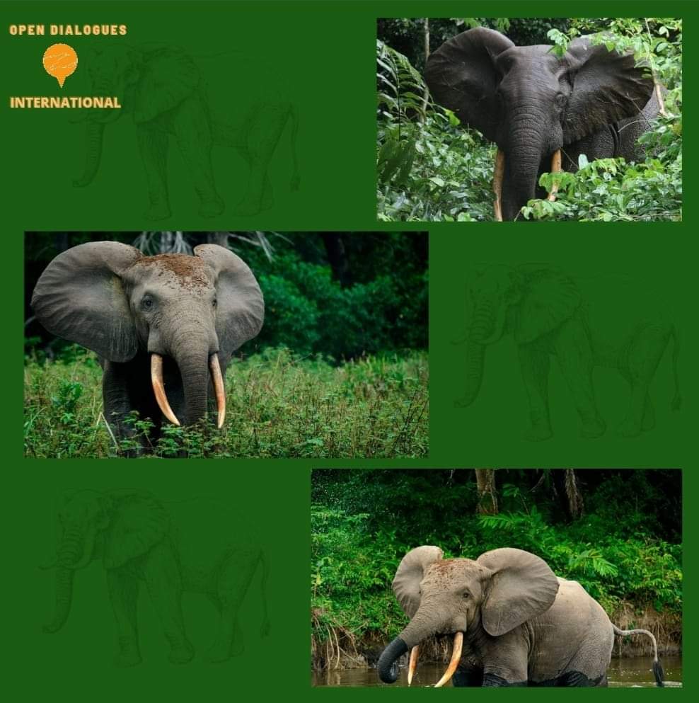 Open Dialogues International Foundation tweet media