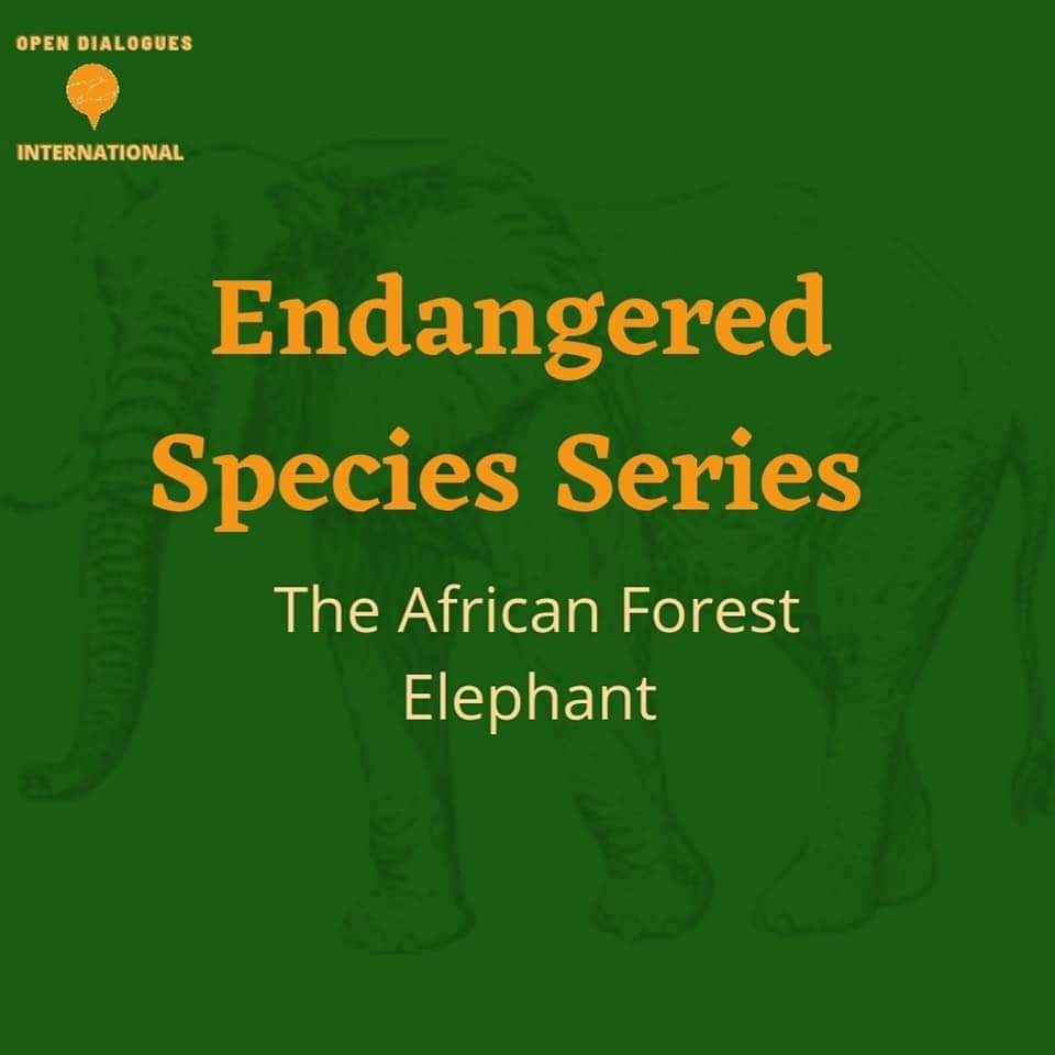 Open Dialogues International Foundation tweet media