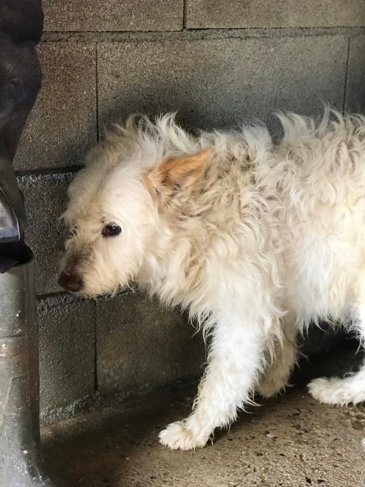 SosAbuelos1's tweet photo. Ir a la perrera y ver un abuelo de 11 años abandonado como si se tratara de un mueble viejo y no poder ayudarlo es muy duro,a la dueña la han ingresado en una residencia 
Confuso,triste,desorientado,muy urgente encontrarle un nuevo hogar 
 
WhatsApp 637751586
Esta en Orense https://t.co/mN3QfTiCvx